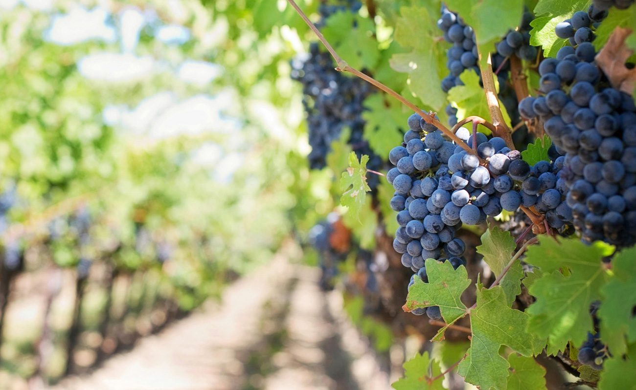 Greek Vineyard